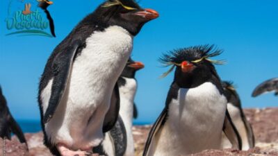 Fiesta del Penacho Amarillo, Puerto Deseado, 22 y 23 de febrero