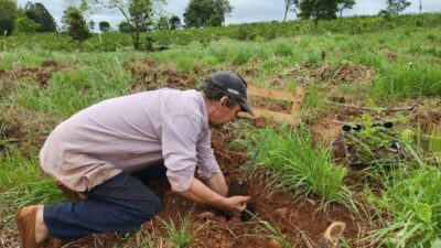 Restauración en la selva misionera: la Fundación Vida Silvestre y 38 familias rurales de San Pedro plantarán más de 36.000 árboles