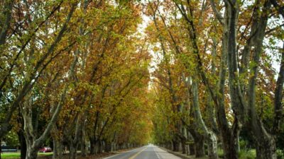 El “Túnel Natural” de Colonia Caroya cumple 110 años: legado histórico y proyección futura