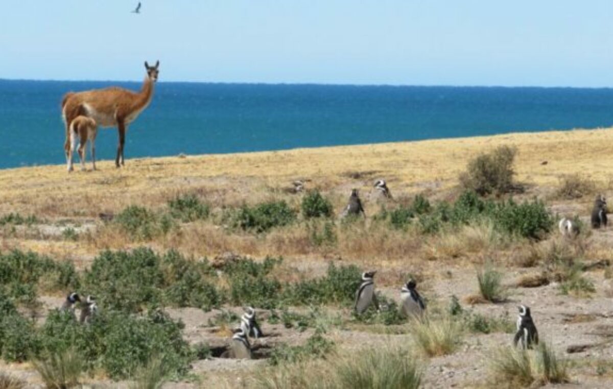 Guías de turismo convocan a una Marcha Federal en defensa de los parques nacionales