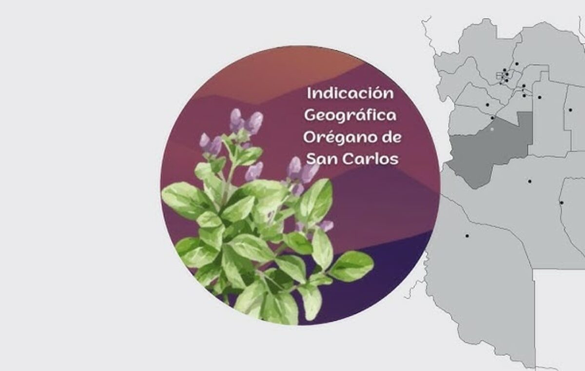 San Carlos celebra la obtención de la Indicación Geográfica para su orégano