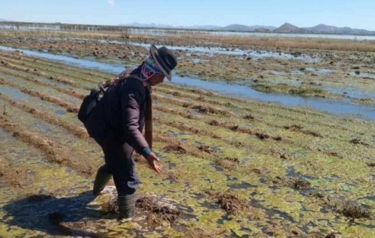 Bolivia: Fenómenos naturales afectan a 133.898 hectáreas de cultivos, descartan escasez de alimentos