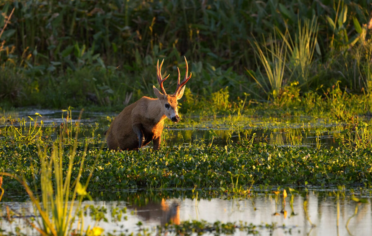 Esteros del Iberá: diversos destinos para hacer turismo de naturaleza en Semana Santa