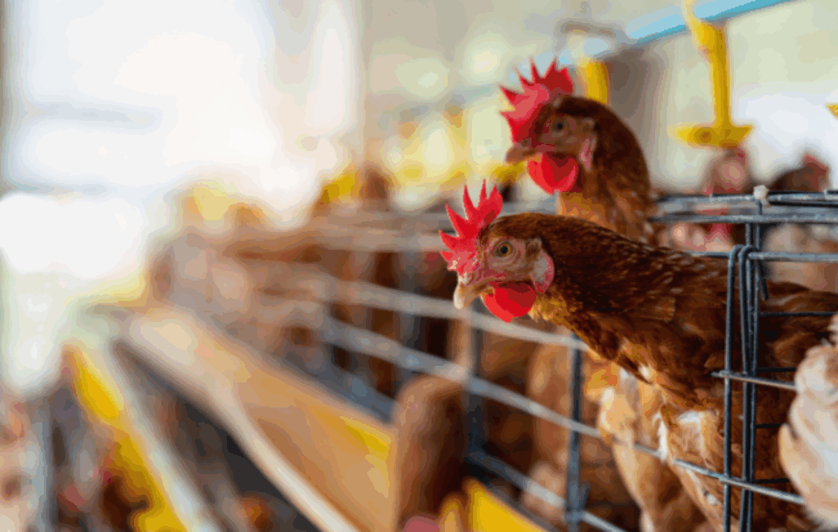 Productores avícolas, en alerta por la competencia brasileña: «La foto de este momento nos tiene preocupados»
