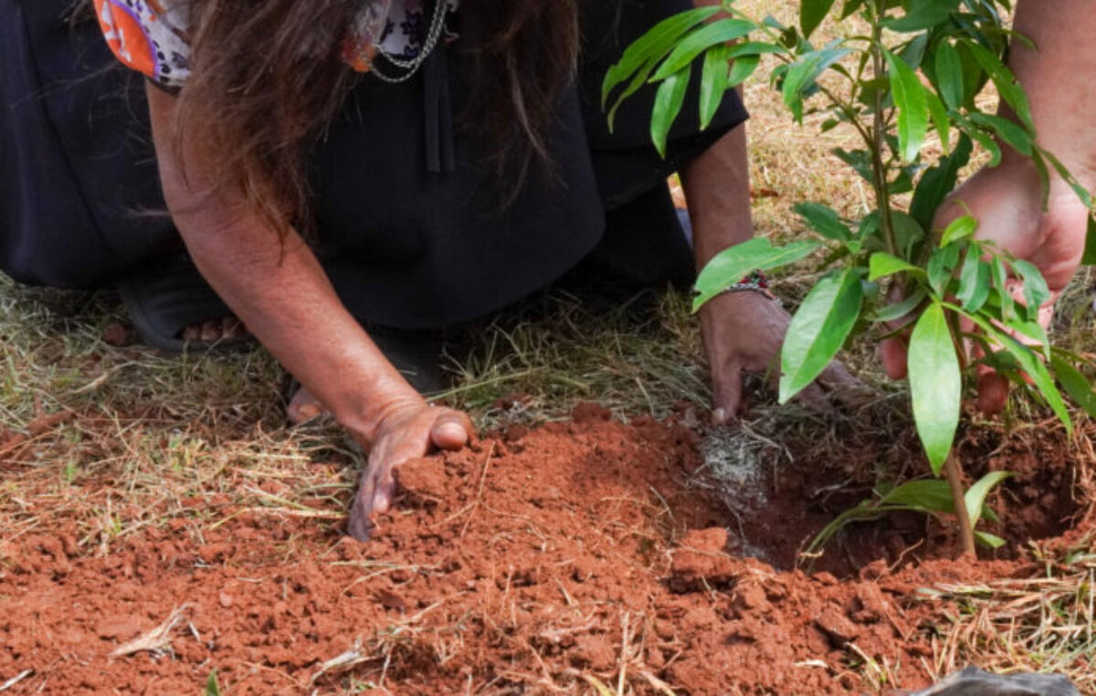 Misiones celebra la plantación de 100.000 árboles nativos para restaurar un ecosistema amenazado
