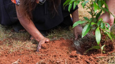 Misiones celebra la plantación de 100.000 árboles nativos para restaurar un ecosistema amenazado