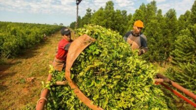 La desregulación golpea de lleno a la yerba mate, pagos por debajo de los costos