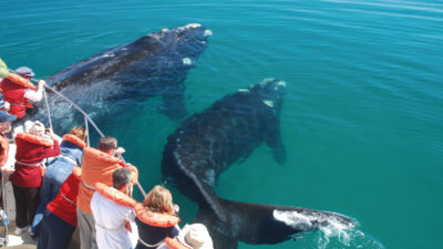 Más de 1.300 ballenas francas ya se pueden ver en las costas de Chubut