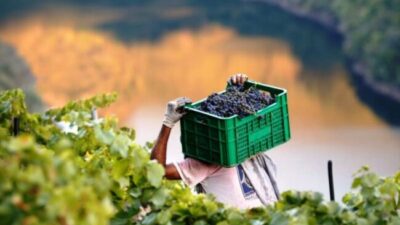 El 30% de la industria del vino de Mendoza lo aportan las cooperativas vitivinícolas
